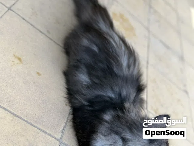 قطه للبيع اليفه كلش تلعب وما توصخ