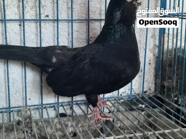 متاح جوزين وفحلين وطيره