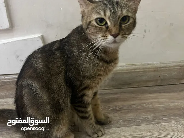 القطة الام مع بناتها الصغار 2 أعمارهم تقريبا 2 شهور