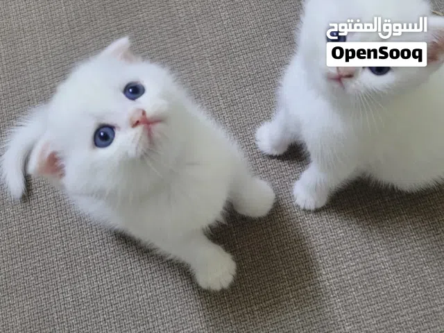 سكوتيش قطط صغيرة و كراكتير يجنن