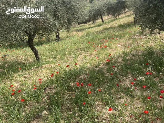 Farm Land for Sale in Jerash Al-Mastaba