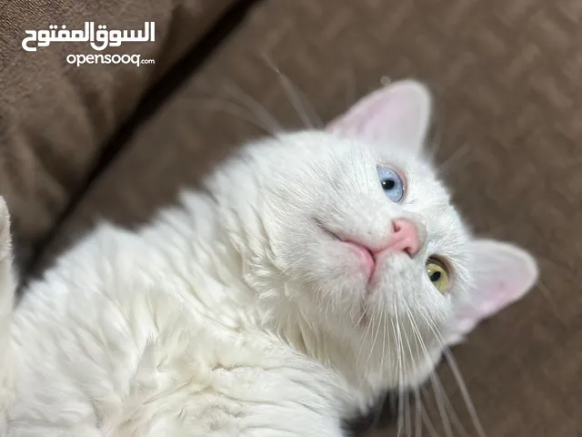 قطة انجورا تركية مميزة لطيفة جدا بعيون مميزة