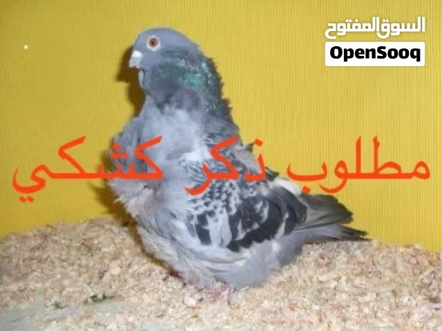مطلوب ذكر كشكي