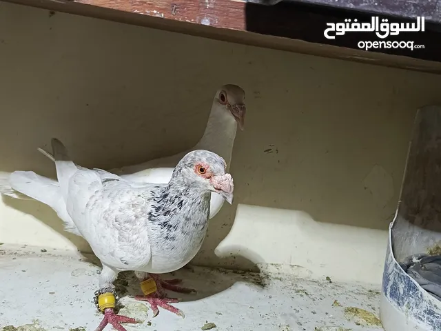 حمام لابيع