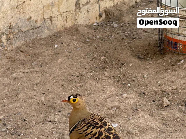 للبيع ذكر قطاء اقفريقي  للبيع ملكي حبه وحده الجنس غير معروف