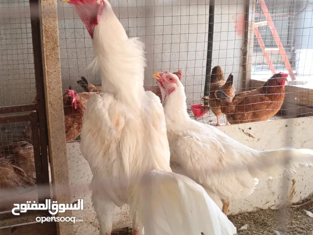 فروخ أتراك ساس قوي وجميل