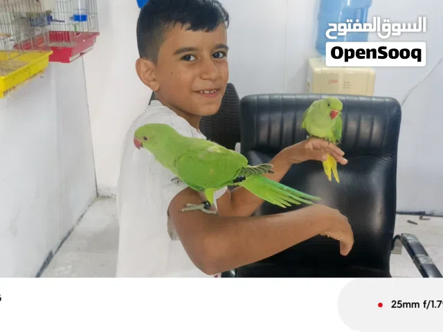 دره اليف محجل