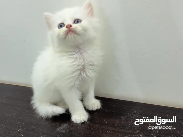 شيرازي ذكور واناث
