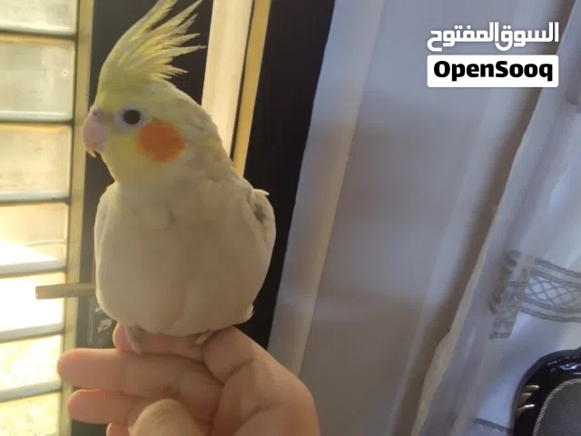 كوكتيل أليف نثية جاهزة تزاوج صحة ممتازة نشيطة