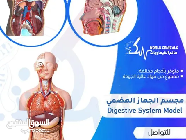 مجسم الجهاز الهضمي Digestive System Model