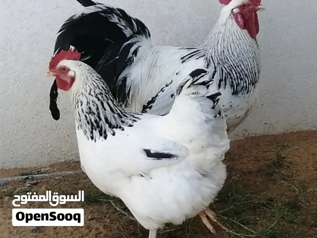 بيض دحي سايكس