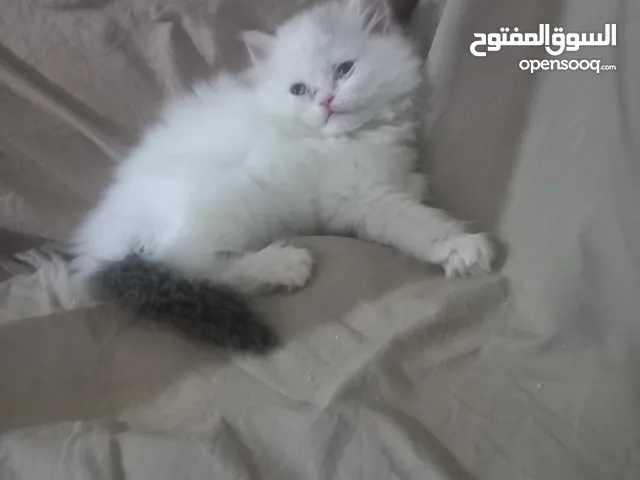 قطا للبيع انثى عمرها شهرين