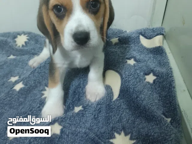 beagle date of birth 08/03/2026