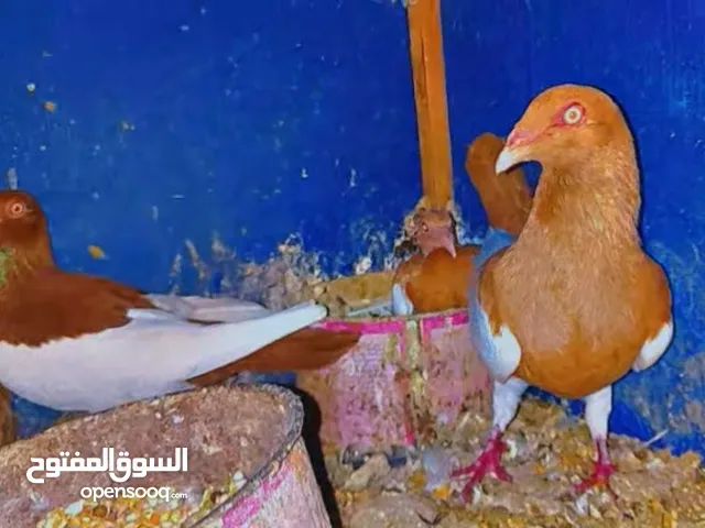 جوز يهوديات تحتهم فرخ وبيض