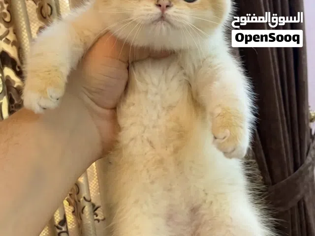ذكر وانثى بريتيش cy12ny12 شورت هير مستوى تيدي بير لاول مره بالمملكة انقى واعلى المستويات بالمملكة