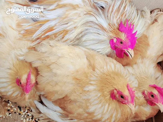 دجاج كوشن ليموني