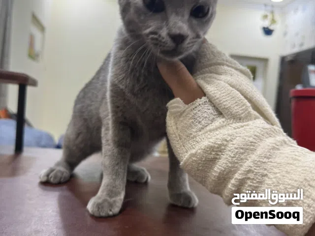 مطلوب للتزاوج ذكر