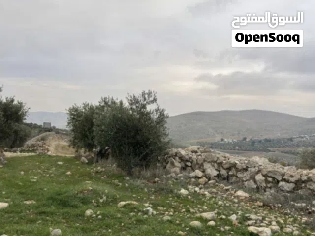 ارض لقطة للبيع بيرين صروت مشجرة زيتون قرب شارع الرئيسي