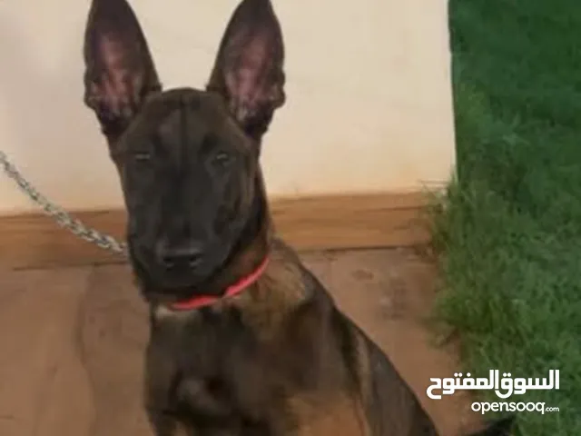انتاية ملينواء العمر 5اشهر بكتيب التطعيمات