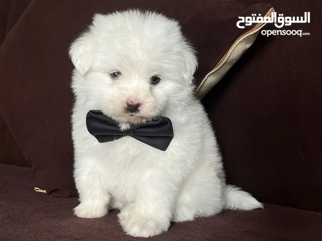 ما شاء الله جراء مالتيز عمر شهرين حاجه حلوه قوي