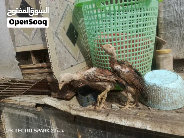 مخاليف هراتي نعناعي