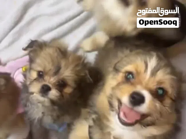 شواوه و مالتيز لعوبين حق اليهال باقي 4 حبات