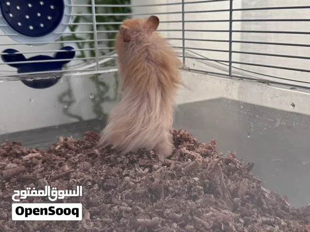 هامستر روسي للبيع