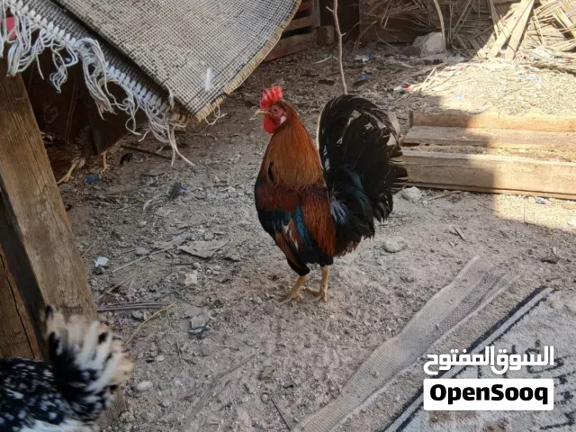 ديج شمسي كويتي افرك