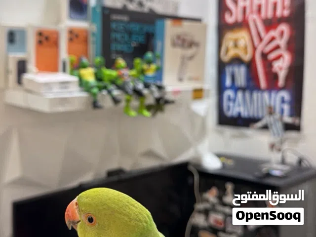 ببغاء ذكر الليف تابع الوصف