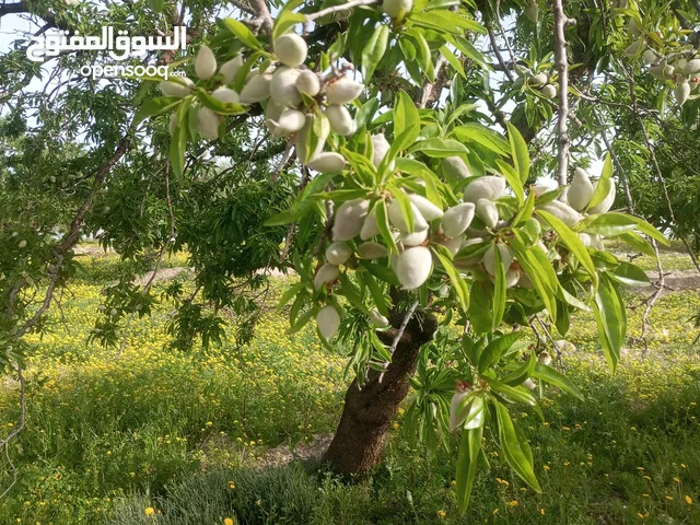 Farm Land for Sale in Beja Other