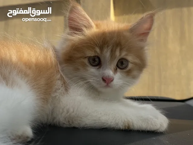 قط ولد عمره 55 يوم للتبنى بكل ملحقاته من ليتر بوكس ورمل وهكذا