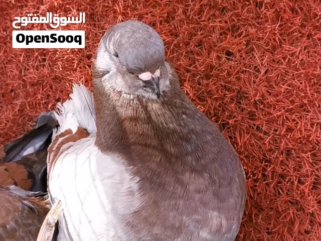 مدينه أمريكي
