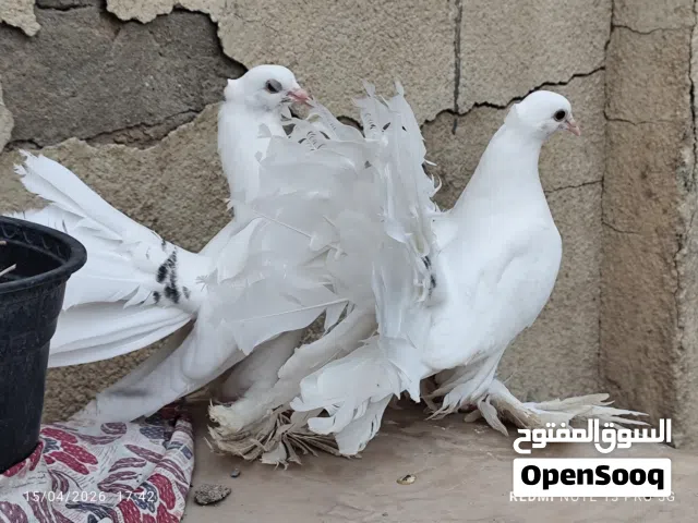 حمام زينه هنداوي مخاليف  للبيع العدد 6