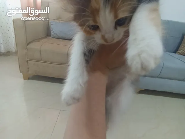 بستين شراسي صغار اعمارهم اقل من شهر