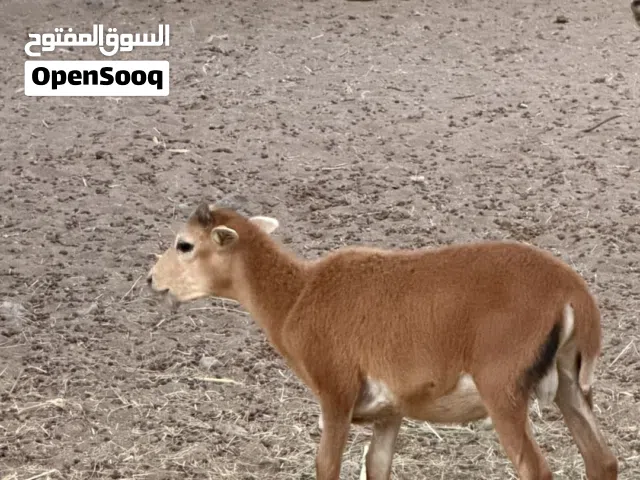 وعل للبيع ذكر السعر من النهايه 90