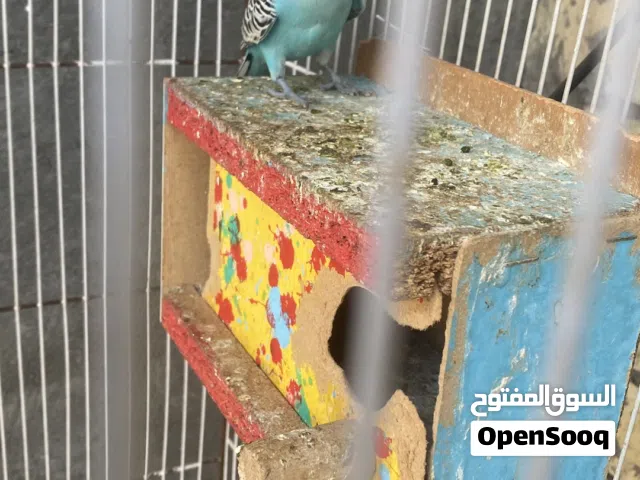 طيور حب للبيع