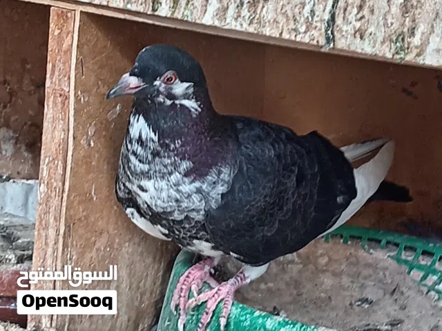 طبات حمام بلدي