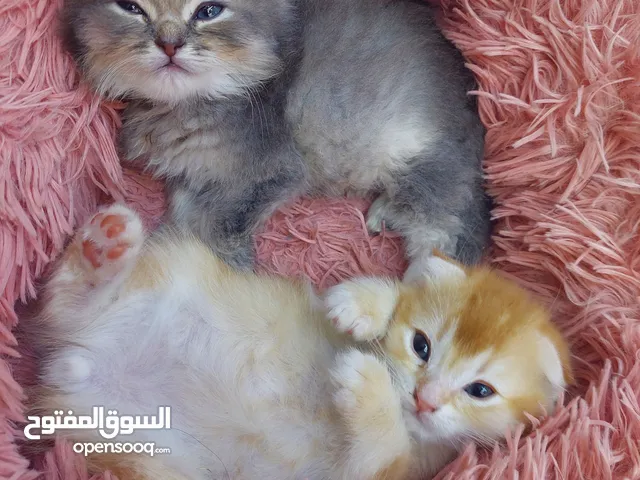 ققط للبيع شانشيلا مع شيرازي..جميلات الوان مختلفه ذكور واناث