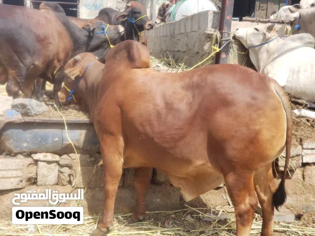 عجول وثيران العيد جميع الاحجام والاشكال والاسعار متوفره لدينا وبضاعه ممتازه جدا