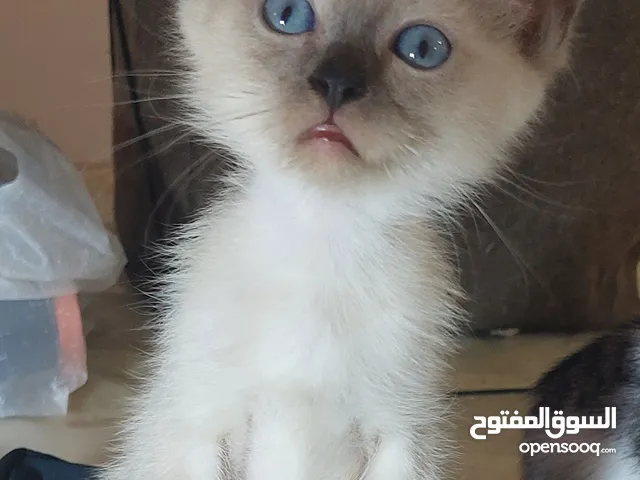 قطط للبيع kittens for sale