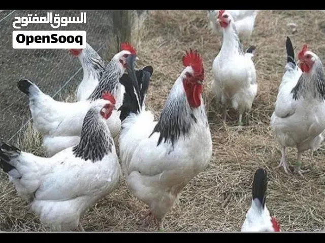 بيض مخصب دجاج سايكس