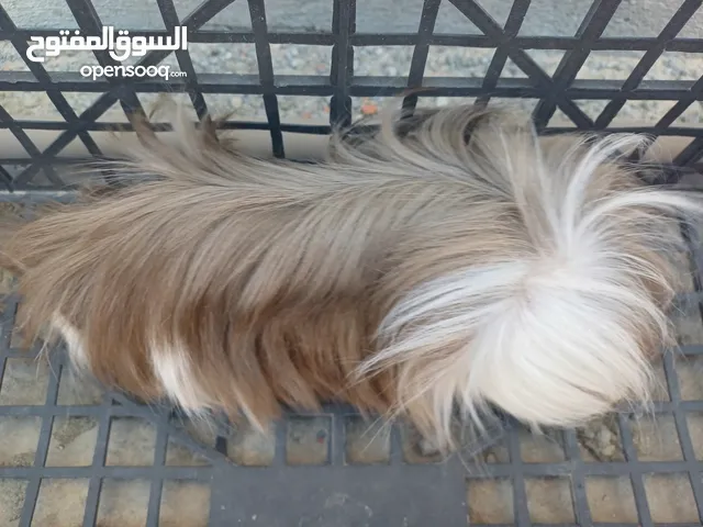 عروض قندي درجة اولى ذكورة