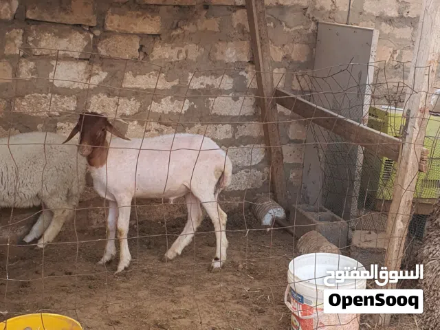 السلام عليكم خروف ماشاء الله متاح طرابلس زناته خروف عز الكسبه