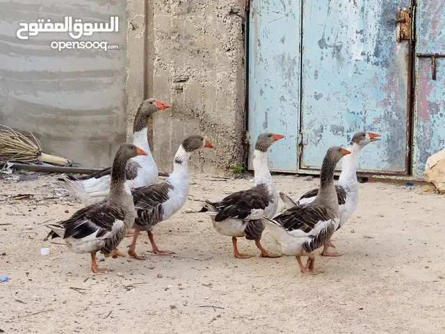 سلام عليكم ورحمة الله وبركاته اقرا الوصف
