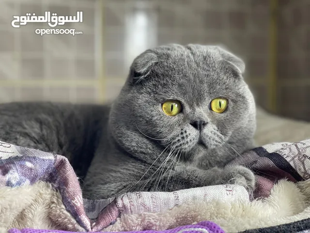 موقع #1 لبيع القطط : قطط همالايا للبيع : شيرازي : افضل الانواع : للتبني :  الأردن