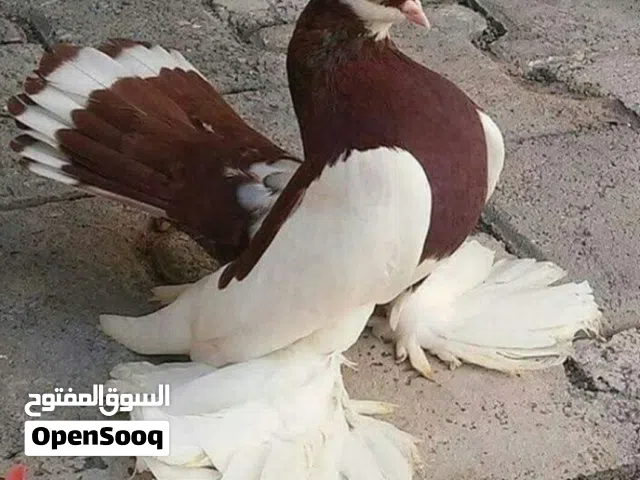 خوان مطلوب حمر بغداديات وجبه برج شكد عدك راسلني