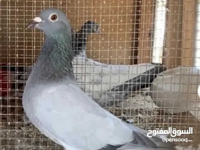 مطلوب حمام زاجل نفس الصوره
