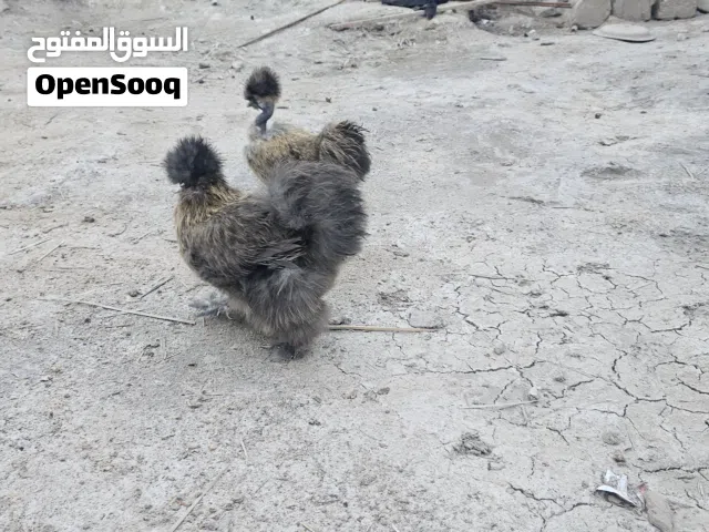 دجاج سلكي خط اول