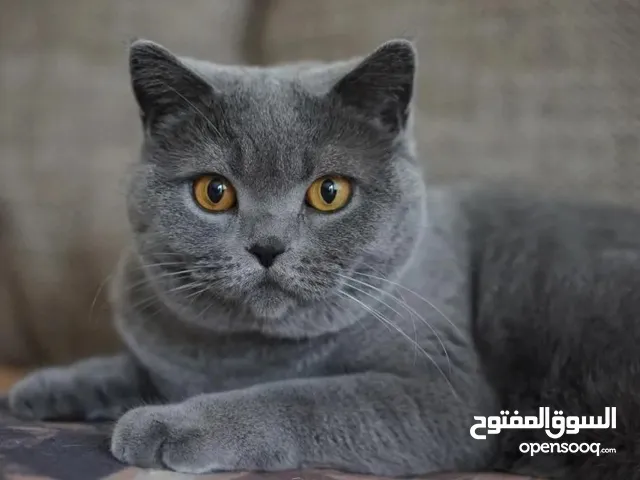 اريد قطه للتبني كون حلوه وتلعب