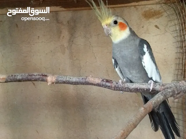 جواز للبيع